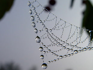 close up focus photo of water droplets on spider web